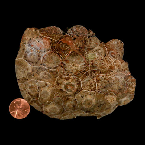 4.4" Polished Hexagonaria Coral Fossil Devonian Age 350 Million Yrs Old Morocco - Fossil Age Minerals