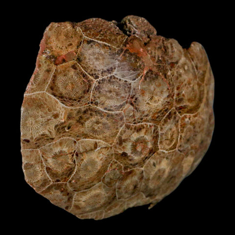 4.4" Polished Hexagonaria Coral Fossil Devonian Age 350 Million Yrs Old Morocco - Fossil Age Minerals