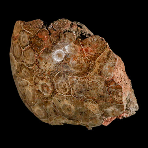 4.4" Polished Hexagonaria Coral Fossil Devonian Age 350 Million Yrs Old Morocco - Fossil Age Minerals