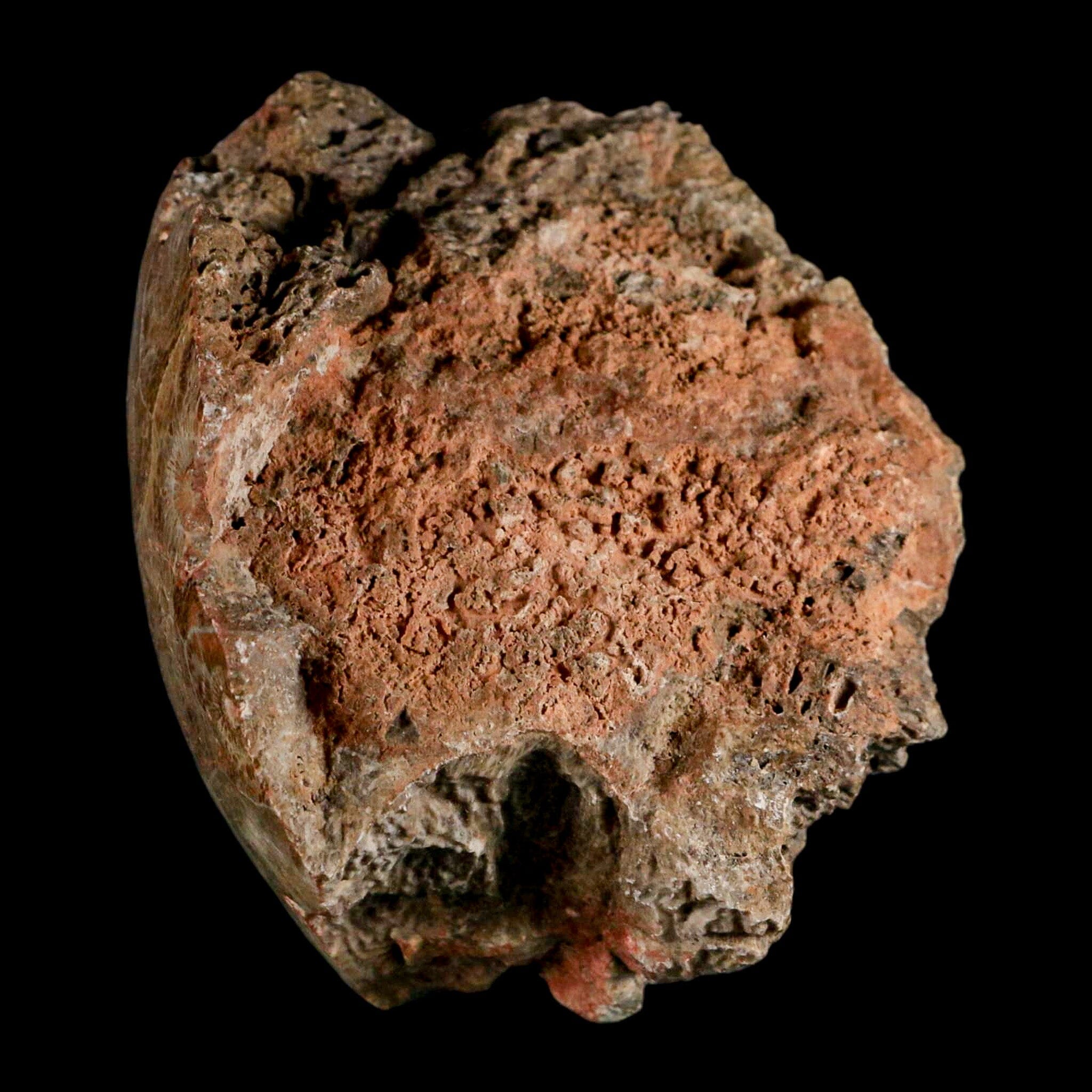 4.4" Polished Hexagonaria Coral Fossil Devonian Age 350 Million Yrs Old Morocco - Fossil Age Minerals