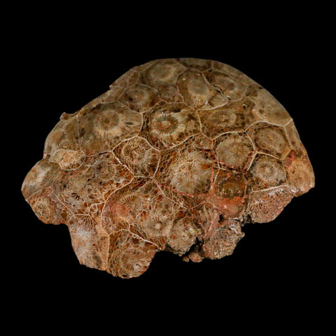 4.4" Polished Hexagonaria Coral Fossil Devonian Age 350 Million Yrs Old Morocco - Fossil Age Minerals