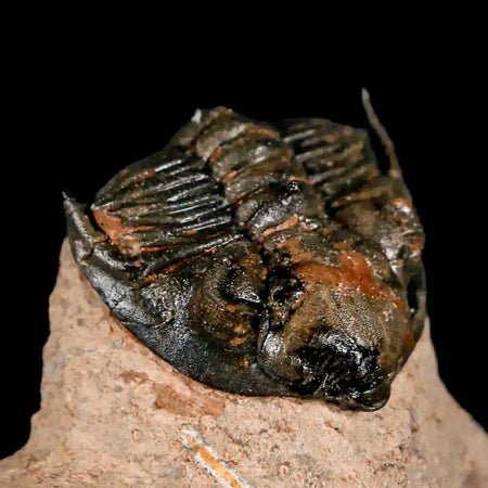 1.5" Metacanthina Issoumourensis Trilobite Fossil Devonian Age 400 Mil Yrs Old COA