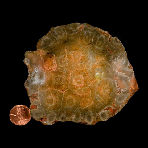 3.9" Polished Hexagonaria Coral Fossil Devonian Age 350 Million Yrs Old Morocco - Fossil Age Minerals