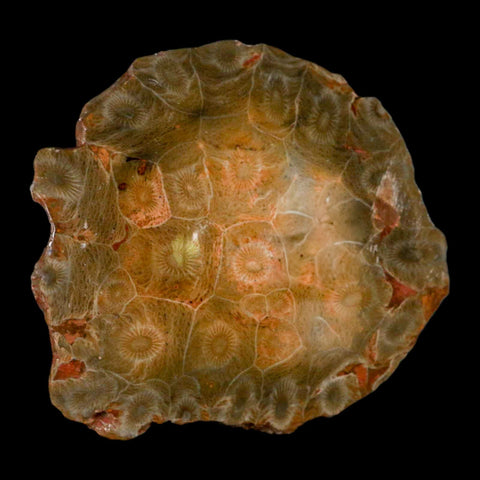 3.9" Polished Hexagonaria Coral Fossil Devonian Age 350 Million Yrs Old Morocco - Fossil Age Minerals