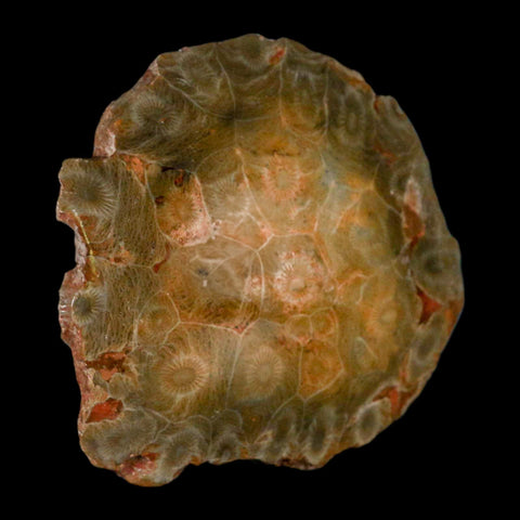 3.9" Polished Hexagonaria Coral Fossil Devonian Age 350 Million Yrs Old Morocco - Fossil Age Minerals