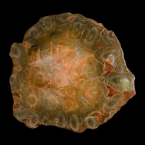 3.9" Polished Hexagonaria Coral Fossil Devonian Age 350 Million Yrs Old Morocco - Fossil Age Minerals