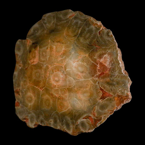 3.9" Polished Hexagonaria Coral Fossil Devonian Age 350 Million Yrs Old Morocco - Fossil Age Minerals