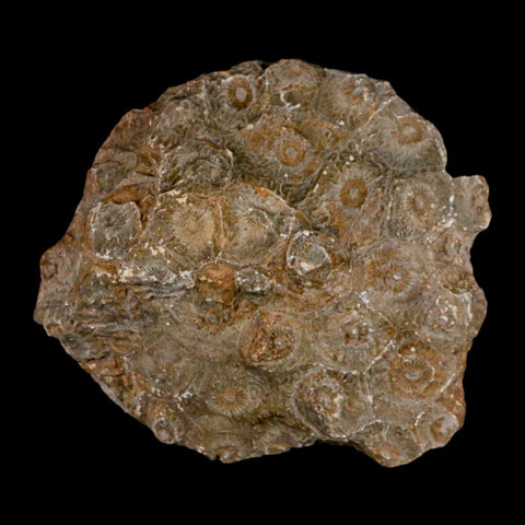 3.9" Polished Hexagonaria Coral Fossil Devonian Age 350 Million Yrs Old Morocco - Fossil Age Minerals