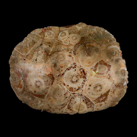 3.1" Polished Hexagonaria Coral Fossil Devonian Age 350 Million Yrs Old Morocco