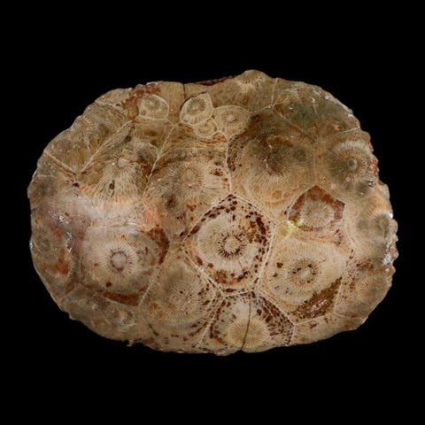 3.1" Polished Hexagonaria Coral Fossil Devonian Age 350 Million Yrs Old Morocco - Fossil Age Minerals