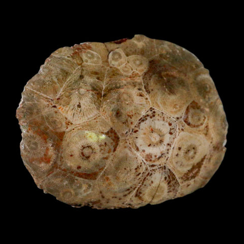 3.1" Polished Hexagonaria Coral Fossil Devonian Age 350 Million Yrs Old Morocco - Fossil Age Minerals