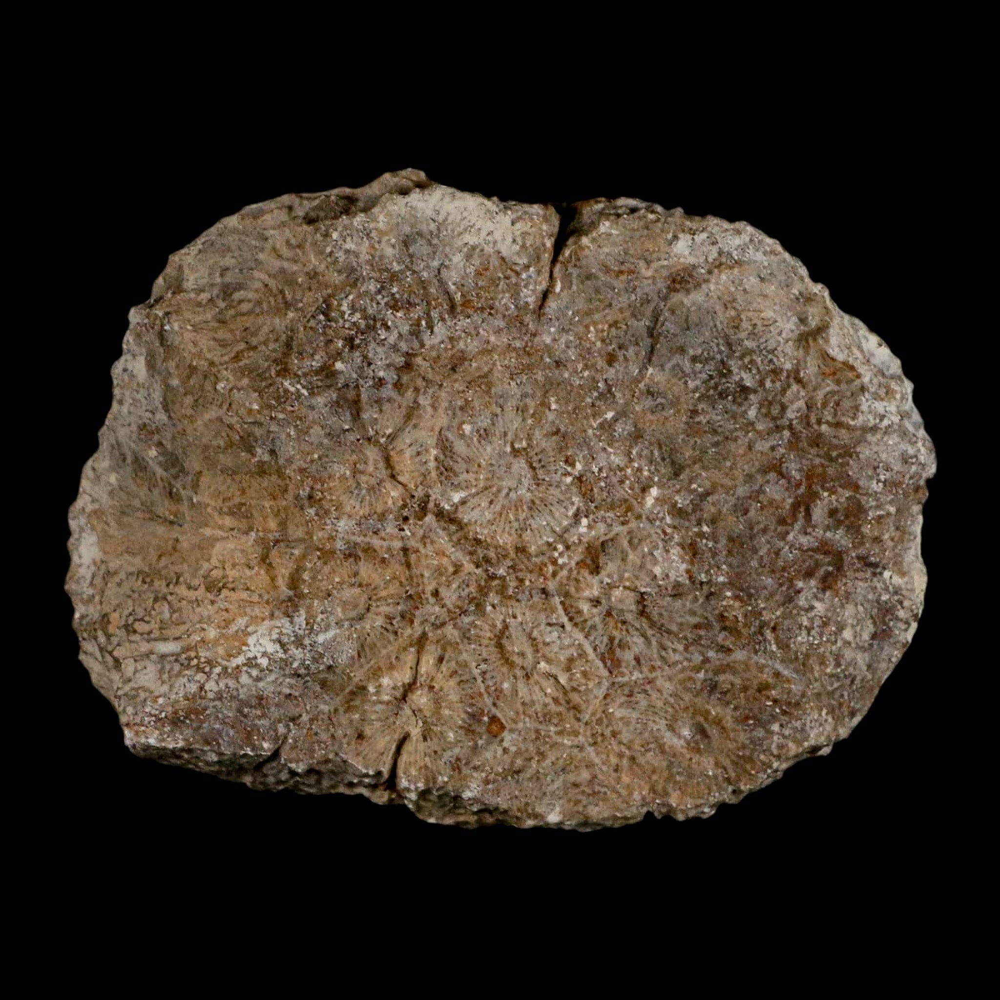 3.1" Polished Hexagonaria Coral Fossil Devonian Age 350 Million Yrs Old Morocco - Fossil Age Minerals