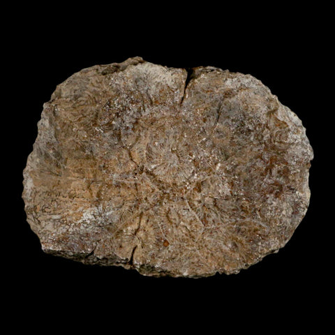 3.1" Polished Hexagonaria Coral Fossil Devonian Age 350 Million Yrs Old Morocco - Fossil Age Minerals