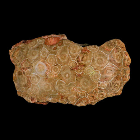 4.7" Polished Hexagonaria Coral Fossil Devonian Age 350 Million Yrs Old Morocco