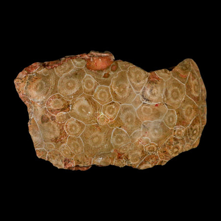 4.7" Polished Hexagonaria Coral Fossil Devonian Age 350 Million Yrs Old Morocco