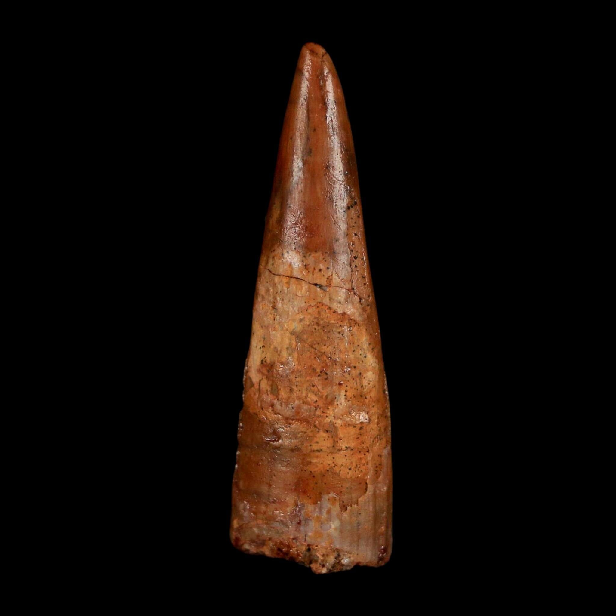 1.3" Pterosaur Coloborhynchus Fossil Tooth Upper Cretaceous Morocco COA, Display - Fossil Age Minerals