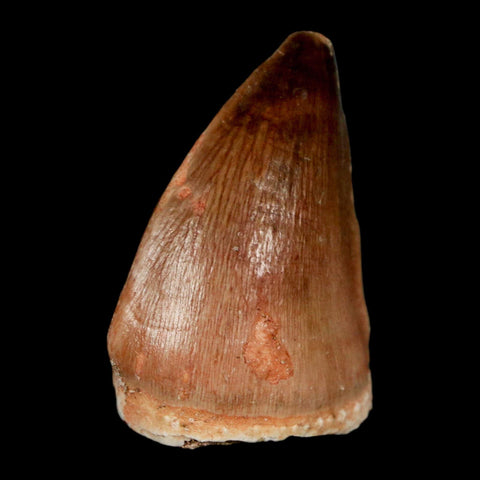 1.5" Mosasaur Prognathodon Fossil Tooth Cretaceous Dinosaur Era COA, Stand - Fossil Age Minerals