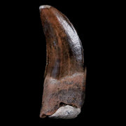 0.7" Dakotaraptor Serrated Tooth Fossil Rooted Raptor Hell Creek FM Montana COA
