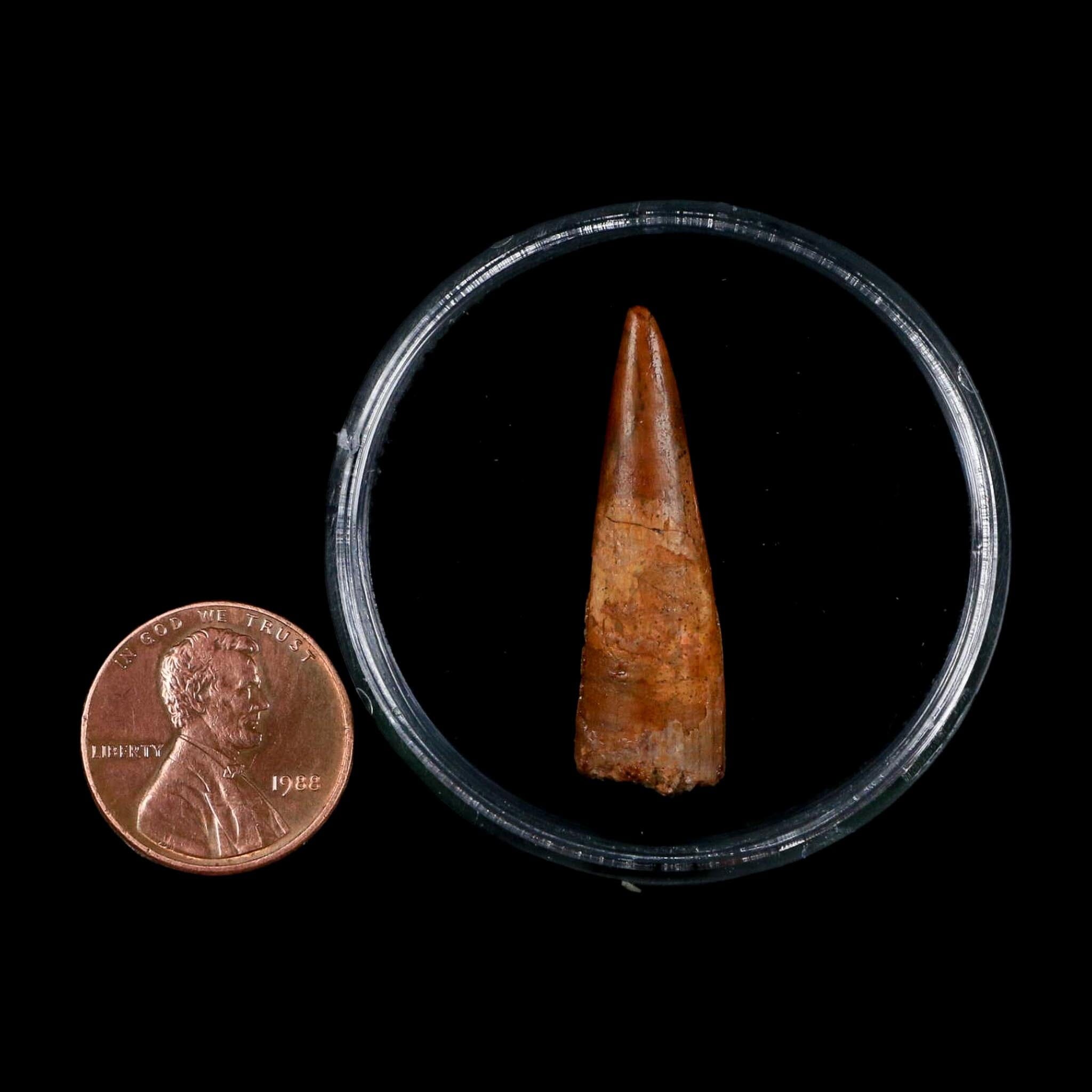 1.3" Pterosaur Coloborhynchus Fossil Tooth Upper Cretaceous Morocco COA, Display - Fossil Age Minerals