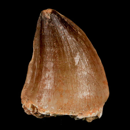 1.5" Mosasaur Prognathodon Fossil Tooth Cretaceous Dinosaur Era COA, Stand