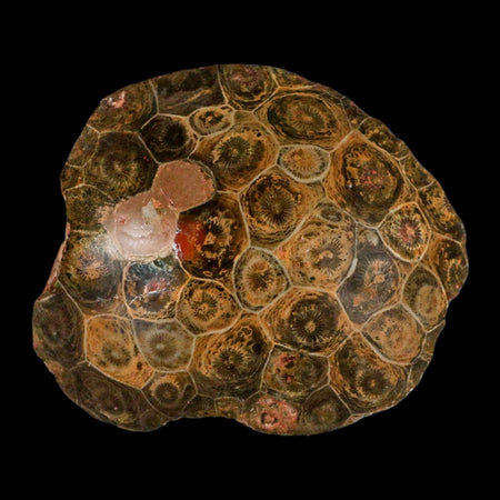3.7" Polished Hexagonaria Coral Fossil Devonian Age 350 Million Yrs Old Morocco