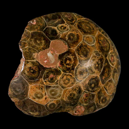 3.7" Polished Hexagonaria Coral Fossil Devonian Age 350 Million Yrs Old Morocco