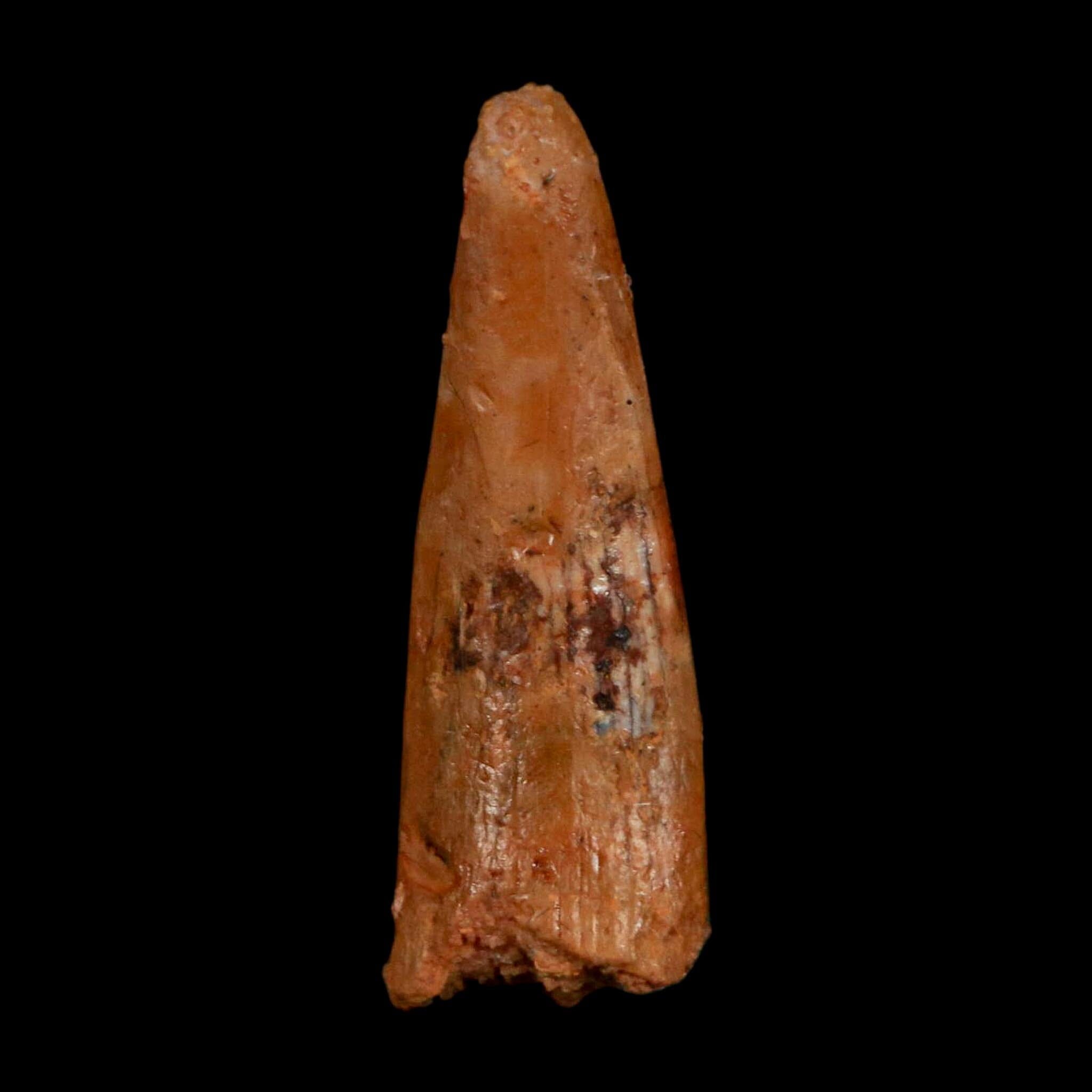 1.1" Pterosaur Coloborhynchus Fossil Tooth Upper Cretaceous Morocco COA, Display - Fossil Age Minerals
