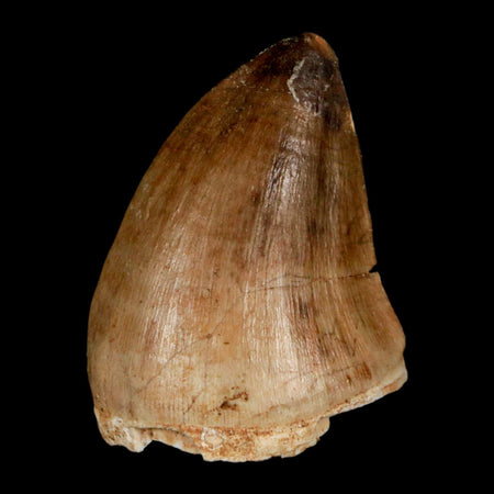 1.6" Mosasaur Prognathodon Fossil Tooth Cretaceous Dinosaur Era COA, Stand