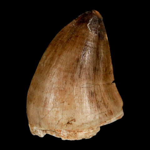 1.6" Mosasaur Prognathodon Fossil Tooth Cretaceous Dinosaur Era COA, Stand - Fossil Age Minerals