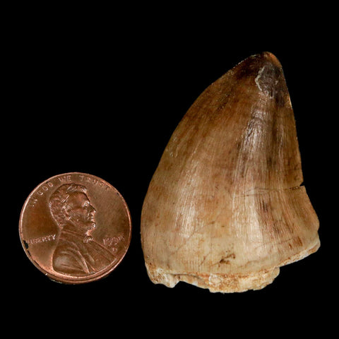 1.6" Mosasaur Prognathodon Fossil Tooth Cretaceous Dinosaur Era COA, Stand - Fossil Age Minerals