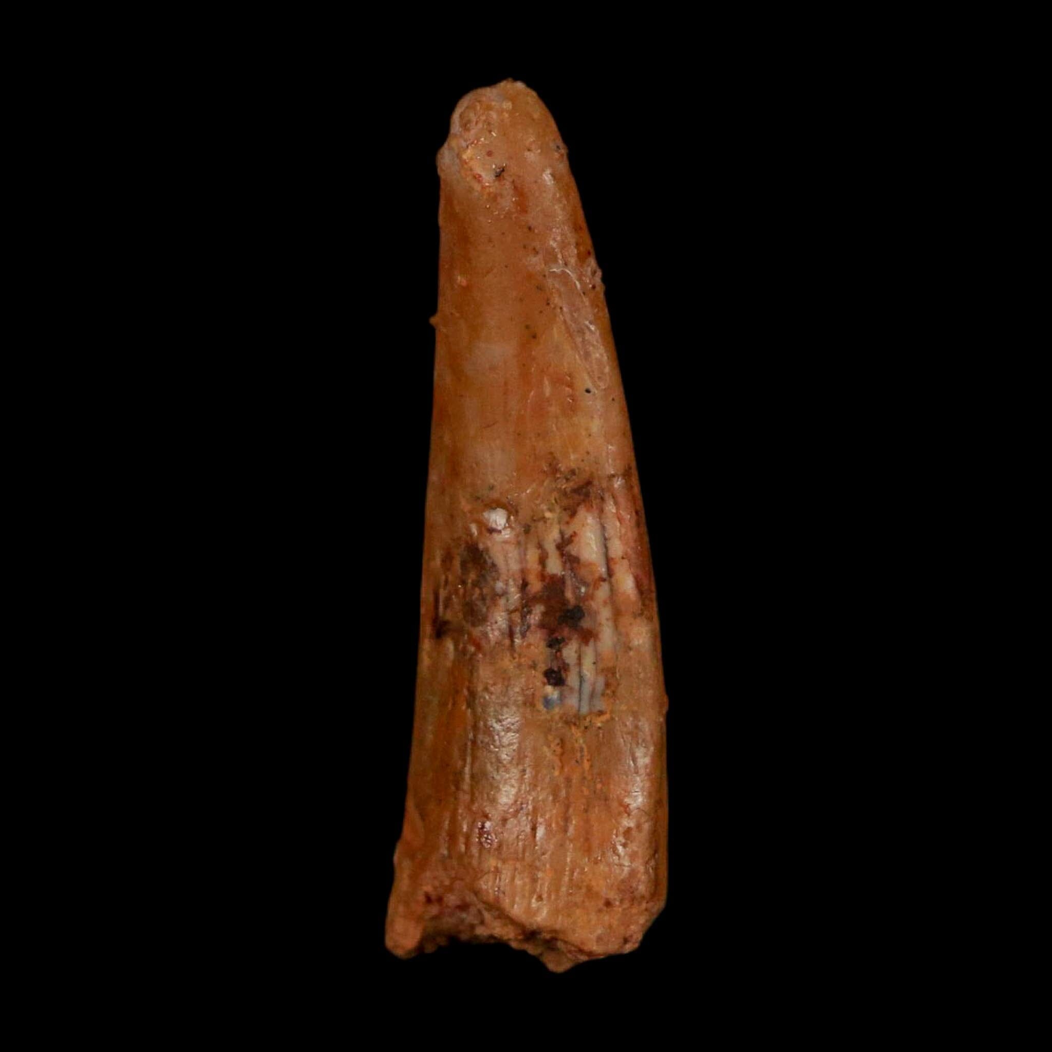 1.1" Pterosaur Coloborhynchus Fossil Tooth Upper Cretaceous Morocco COA, Display - Fossil Age Minerals