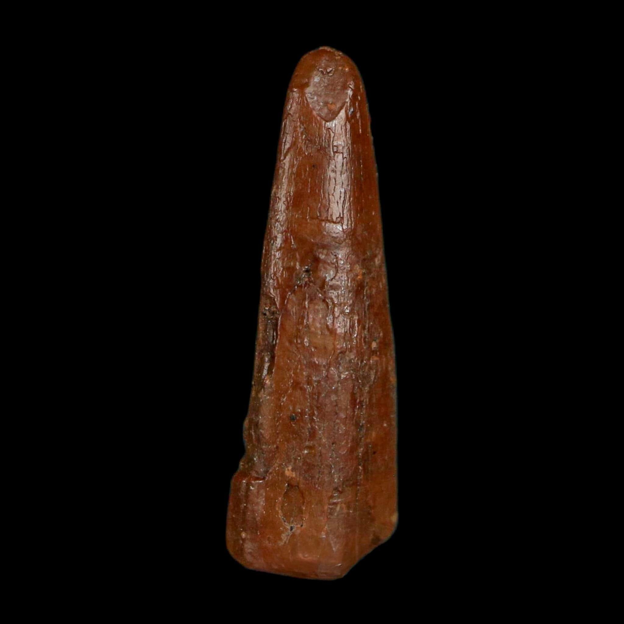 0.6" Pterosaur Coloborhynchus Fossil Tooth Upper Cretaceous Morocco COA, Display - Fossil Age Minerals