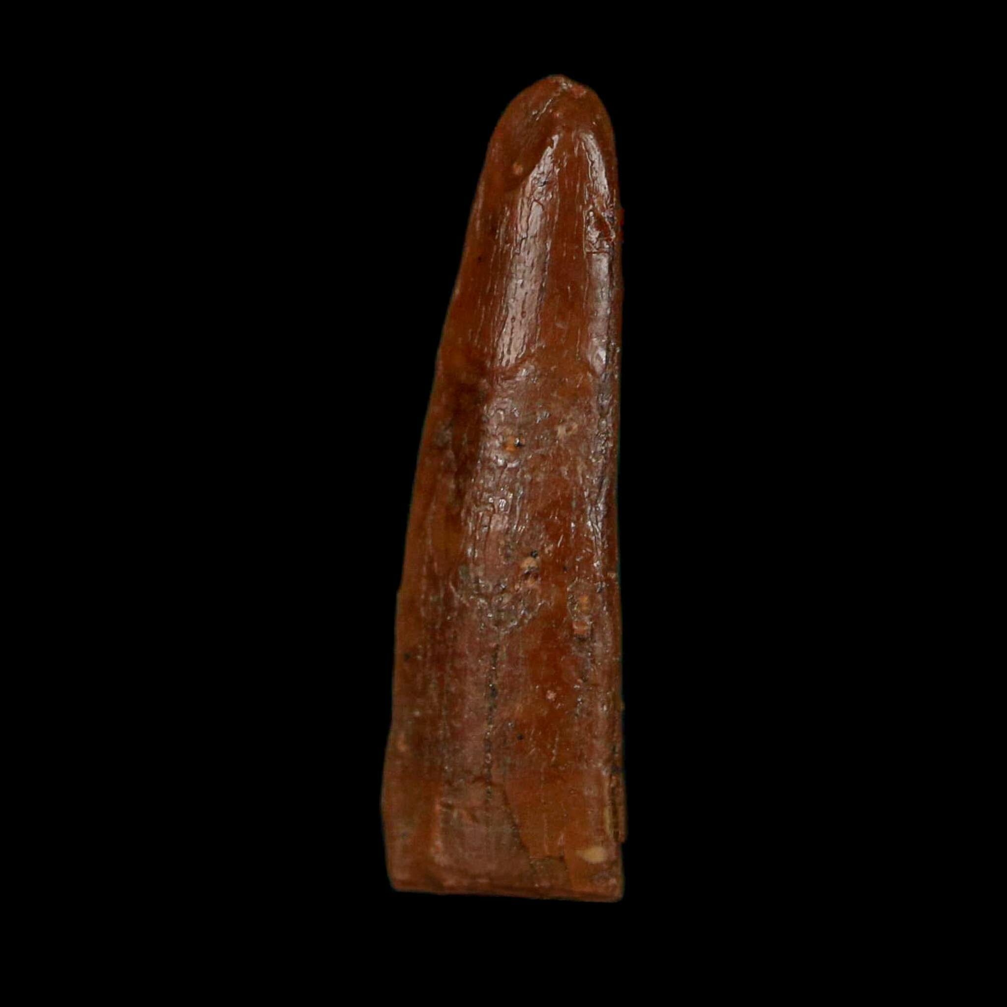 0.6" Pterosaur Coloborhynchus Fossil Tooth Upper Cretaceous Morocco COA, Display - Fossil Age Minerals