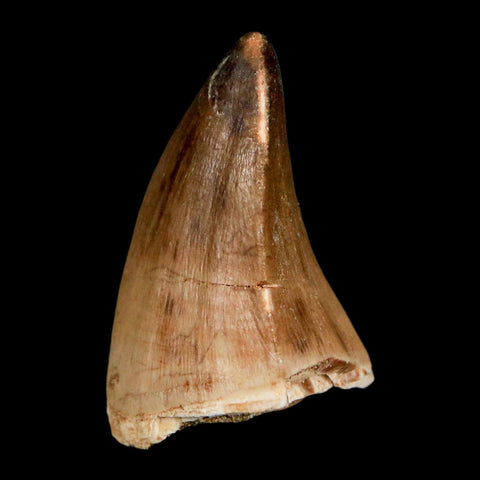 1.6" Mosasaur Prognathodon Fossil Tooth Cretaceous Dinosaur Era COA, Stand - Fossil Age Minerals