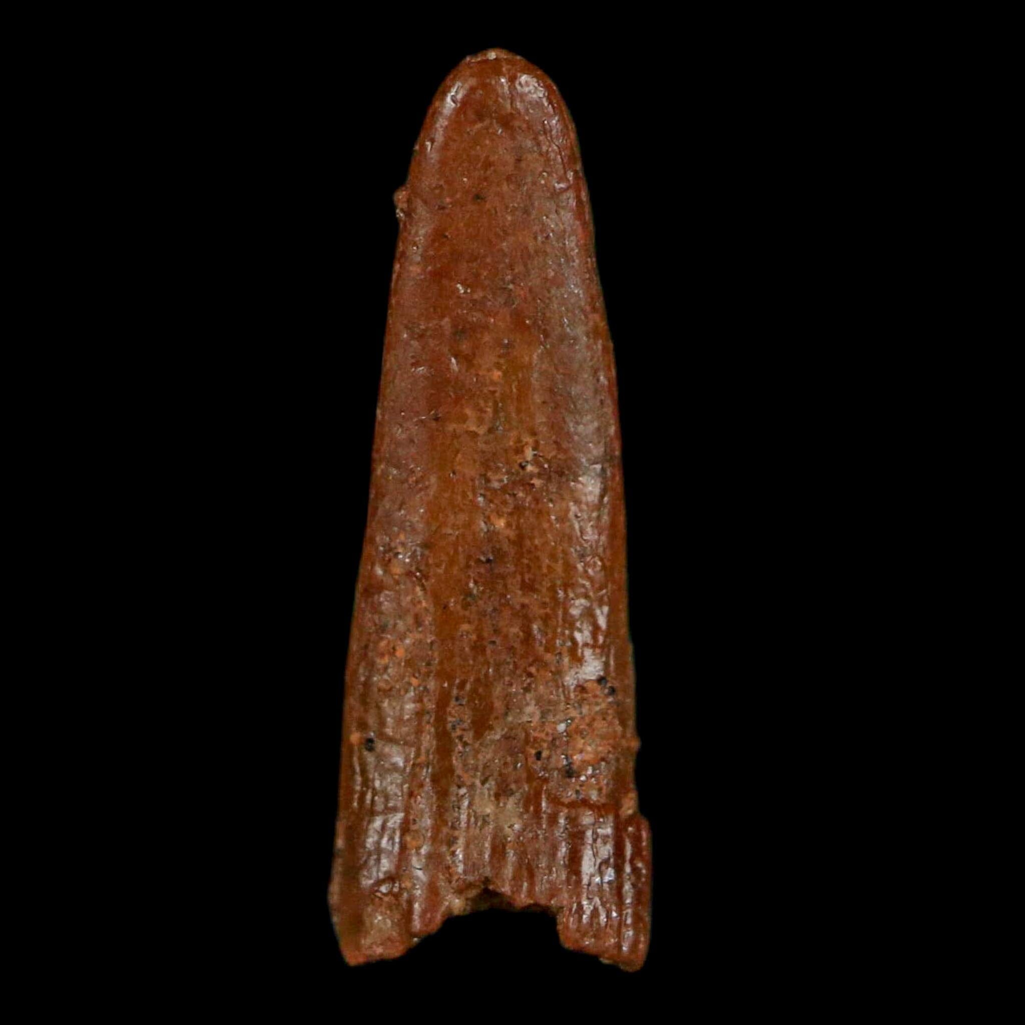 0.6" Pterosaur Coloborhynchus Fossil Tooth Upper Cretaceous Morocco COA, Display - Fossil Age Minerals