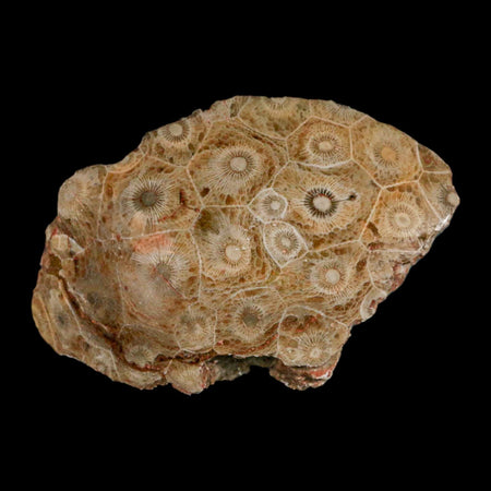 4.2" Polished Hexagonaria Coral Fossil Devonian Age 350 Million Yrs Old Morocco