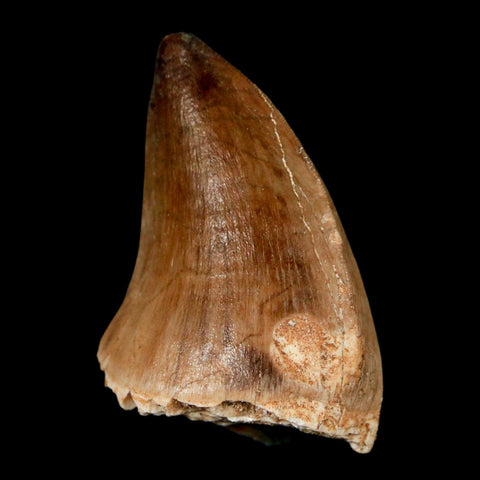 1.6" Mosasaur Prognathodon Fossil Tooth Cretaceous Dinosaur Era COA, Stand - Fossil Age Minerals