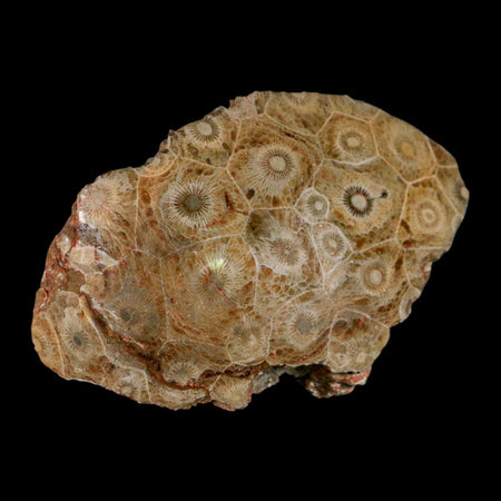 4.2" Polished Hexagonaria Coral Fossil Devonian Age 350 Million Yrs Old Morocco
