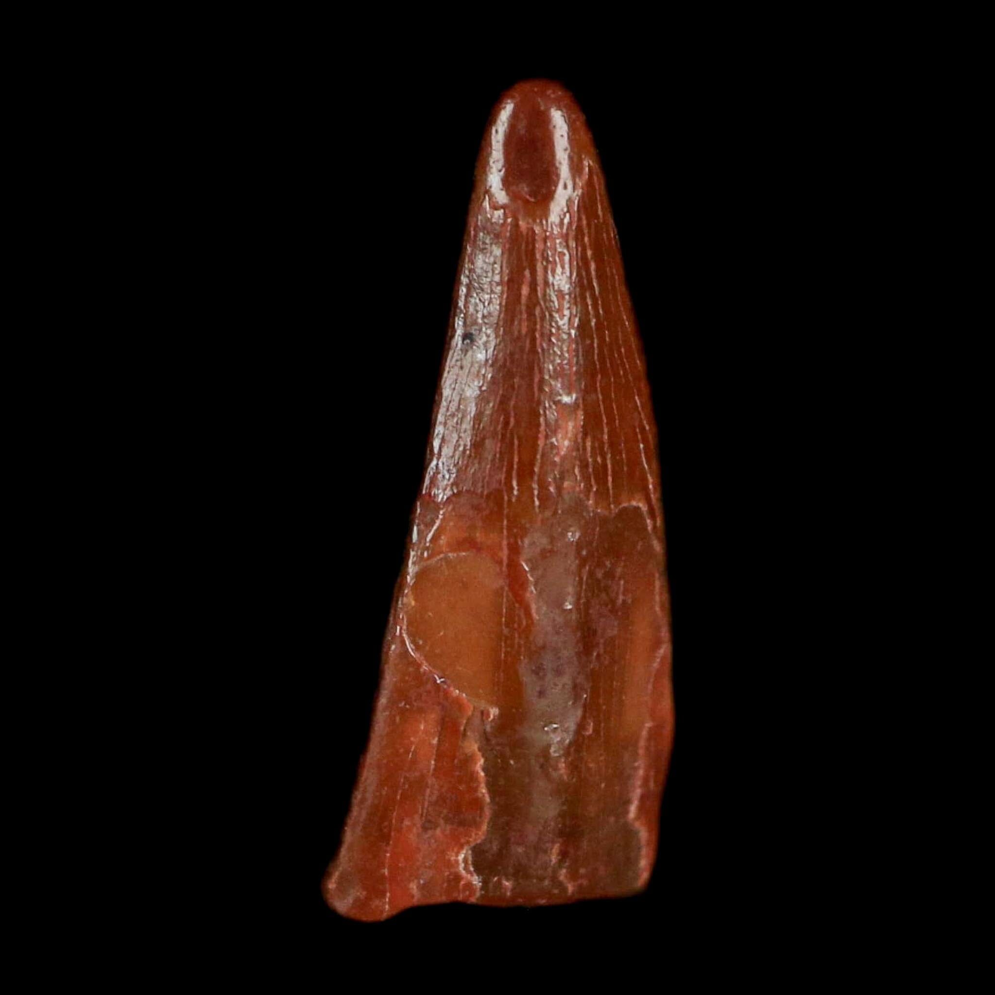 0.6" Pterosaur Coloborhynchus Fossil Tooth Upper Cretaceous Morocco COA, Display - Fossil Age Minerals