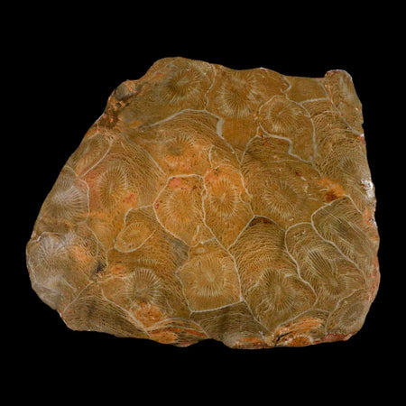3.9" Polished Hexagonaria Coral Fossil Devonian Age 350 Million Yrs Old Morocco