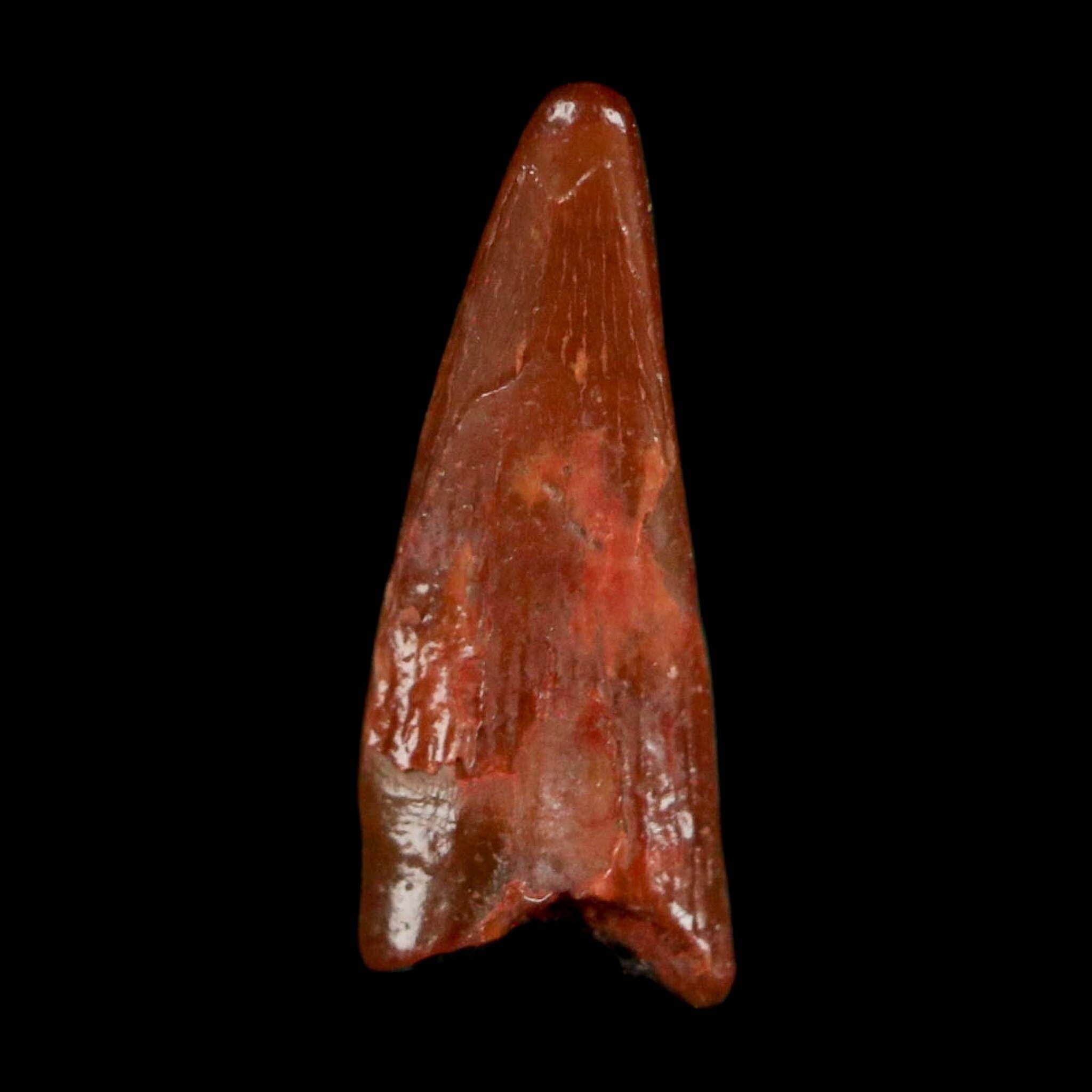 0.6" Pterosaur Coloborhynchus Fossil Tooth Upper Cretaceous Morocco COA, Display - Fossil Age Minerals