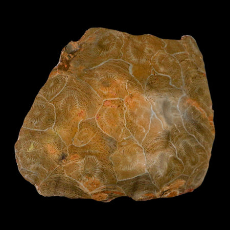 3.9" Polished Hexagonaria Coral Fossil Devonian Age 350 Million Yrs Old Morocco