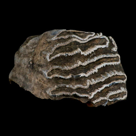 6.1" Columbian Mammoth Mammuthus Columbi Fossil Tooth Molar Pleistocene Age NC