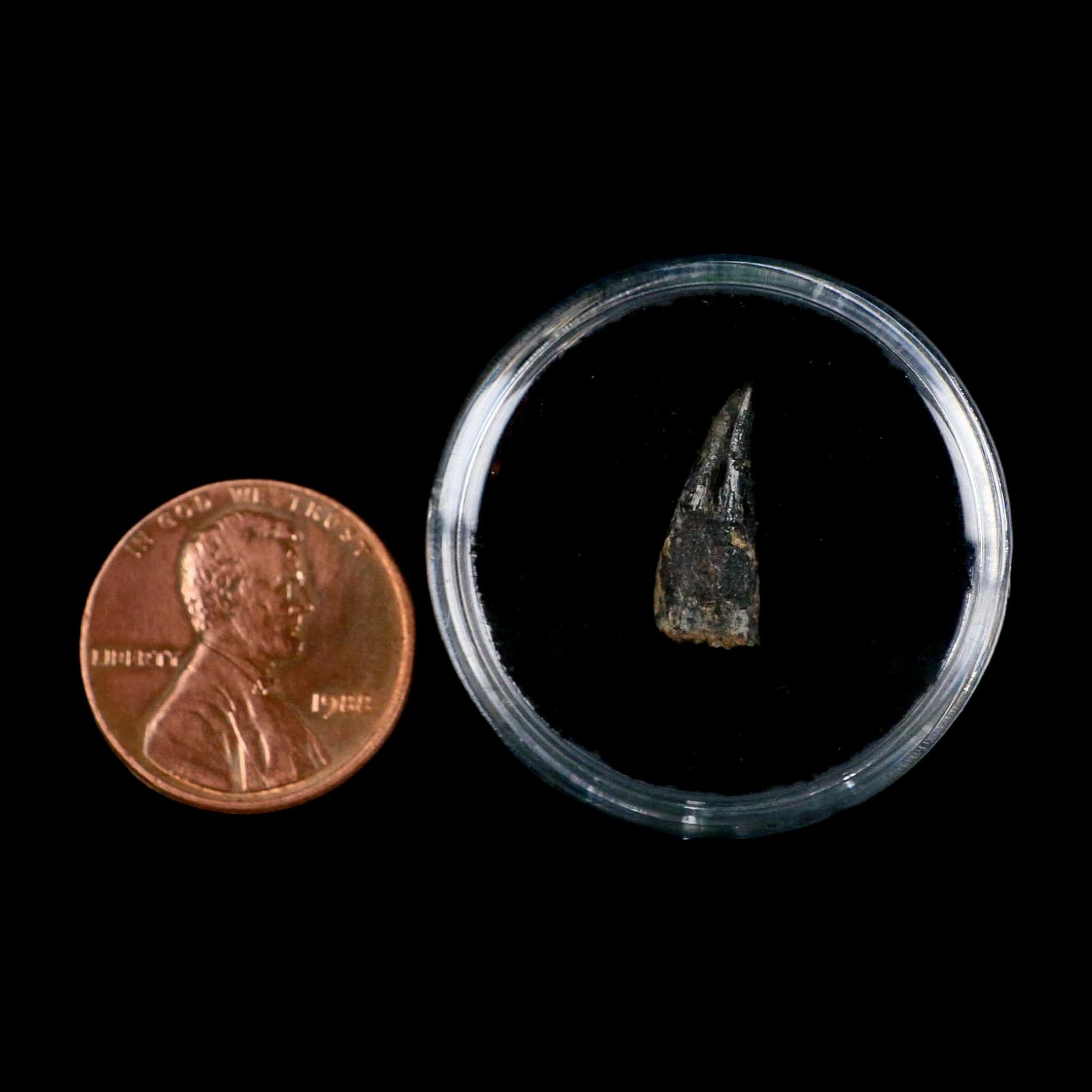 0.6" Pterosaur Coloborhynchus Fossil Tooth Upper Cretaceous Morocco COA, Display - Fossil Age Minerals