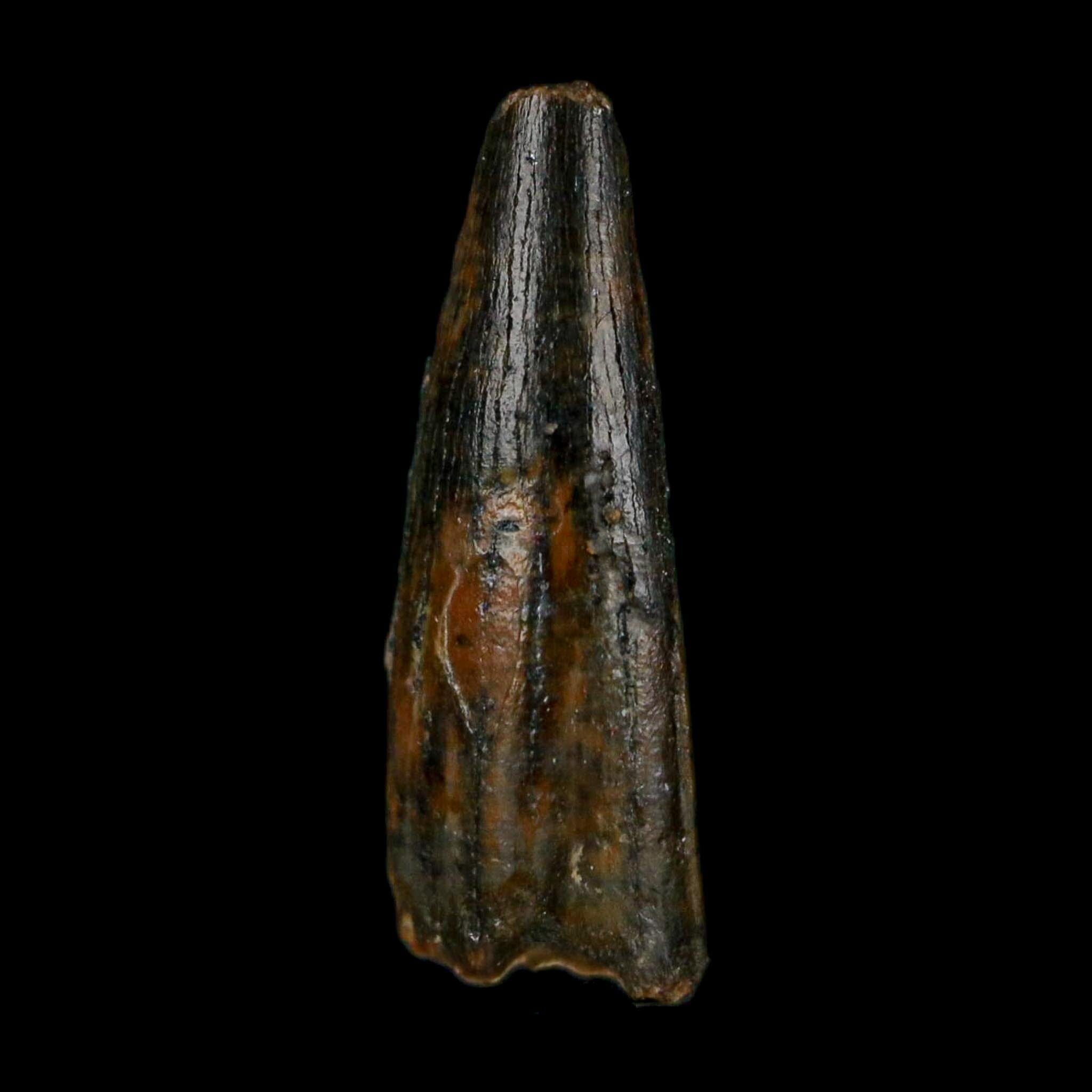 0.7" Pterosaur Coloborhynchus Fossil Tooth Upper Cretaceous Morocco COA, Display - Fossil Age Minerals