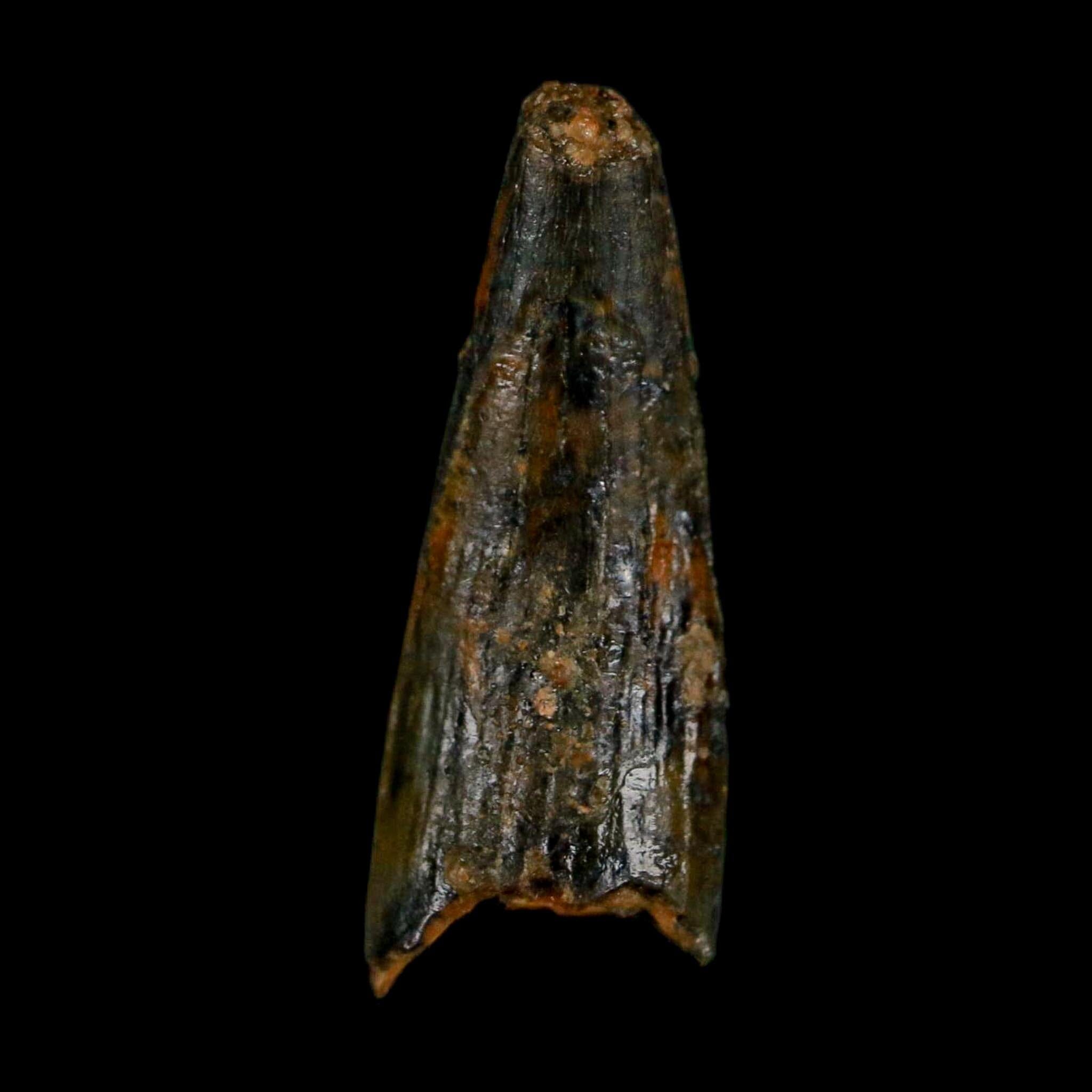 0.7" Pterosaur Coloborhynchus Fossil Tooth Upper Cretaceous Morocco COA, Display - Fossil Age Minerals