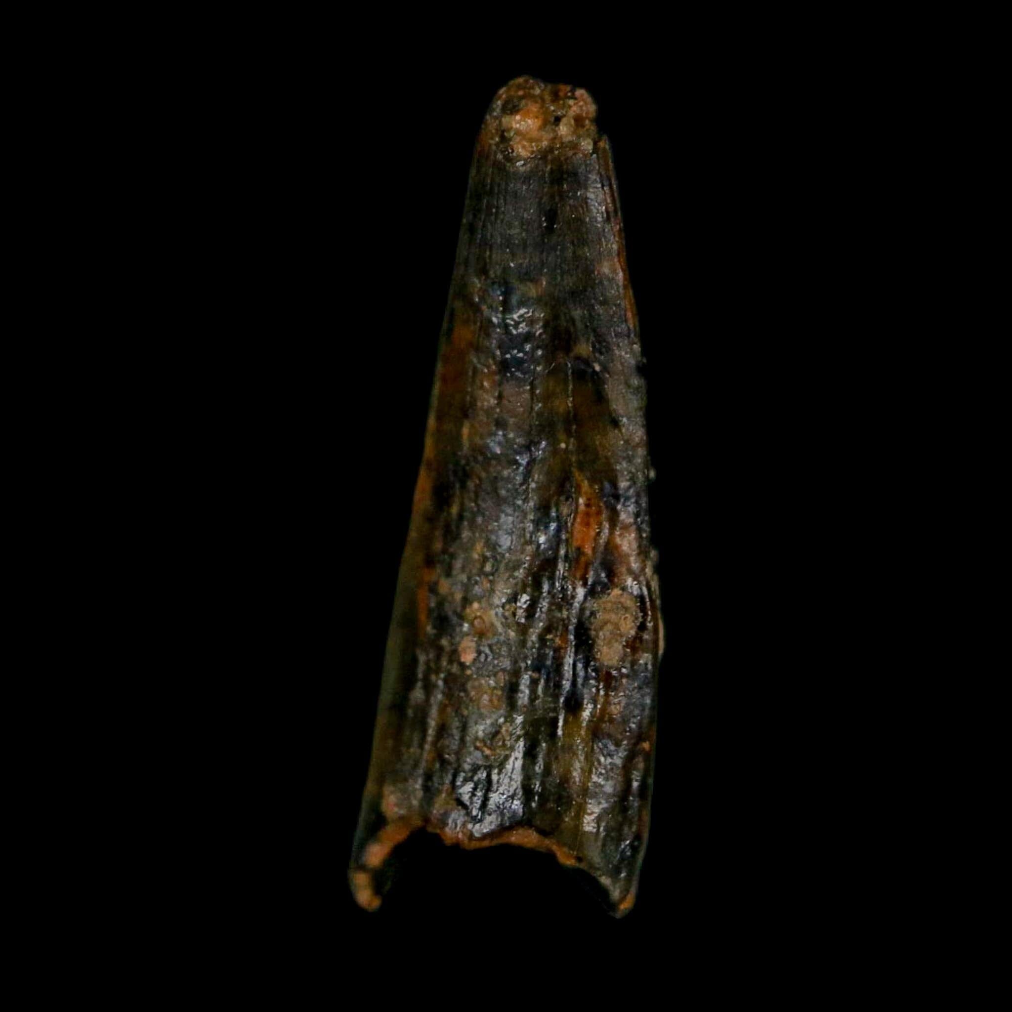 0.7" Pterosaur Coloborhynchus Fossil Tooth Upper Cretaceous Morocco COA, Display - Fossil Age Minerals