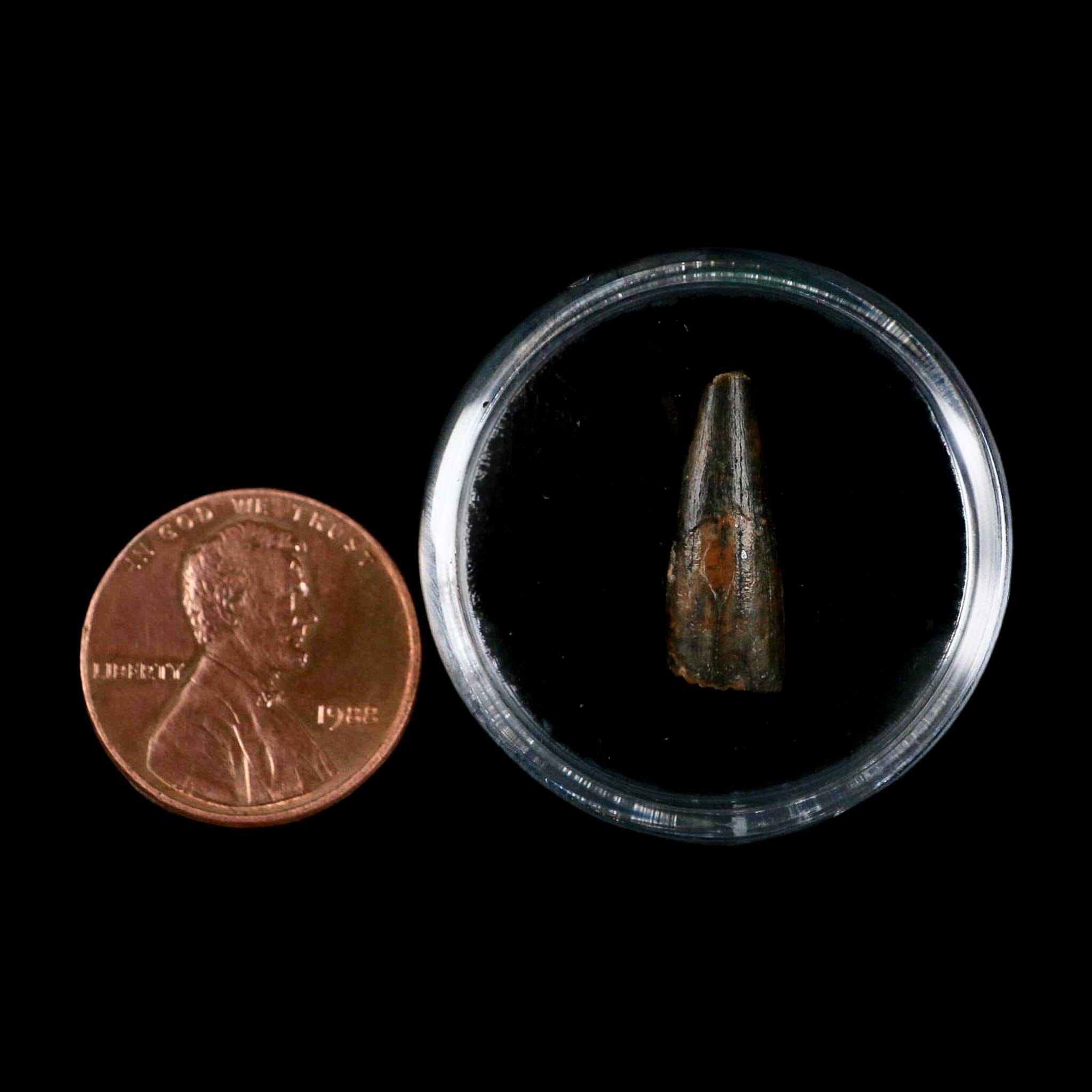 0.7" Pterosaur Coloborhynchus Fossil Tooth Upper Cretaceous Morocco COA, Display - Fossil Age Minerals