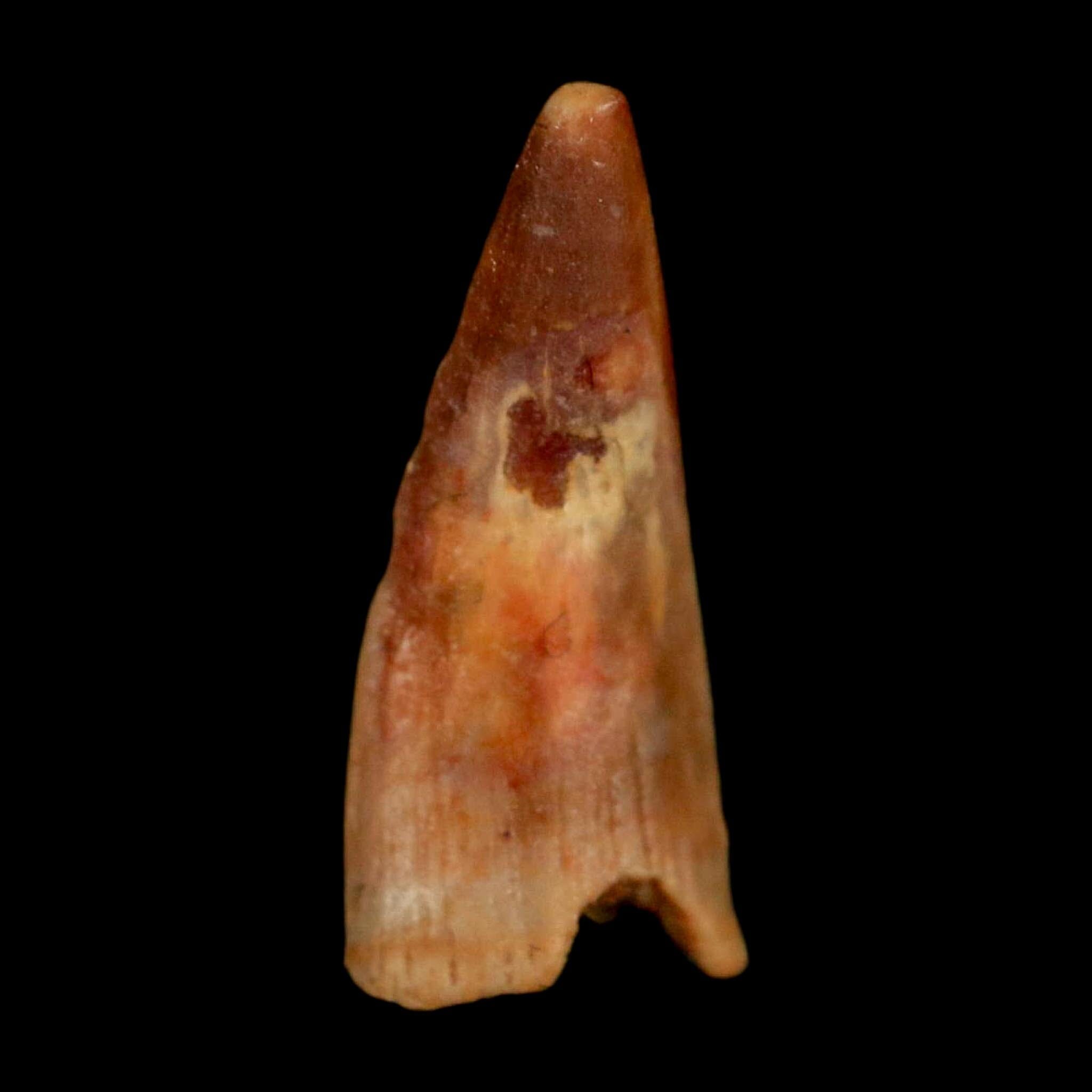 0.6" Pterosaur Coloborhynchus Fossil Tooth Upper Cretaceous Morocco COA, Display - Fossil Age Minerals