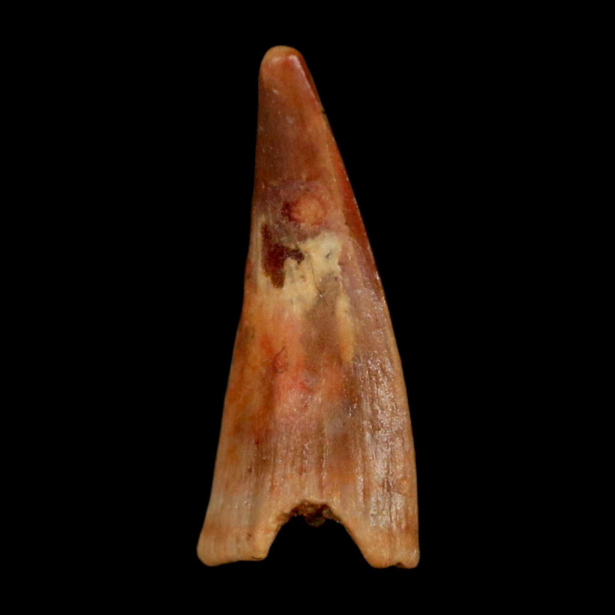 0.6" Pterosaur Coloborhynchus Fossil Tooth Upper Cretaceous Morocco COA, Display - Fossil Age Minerals